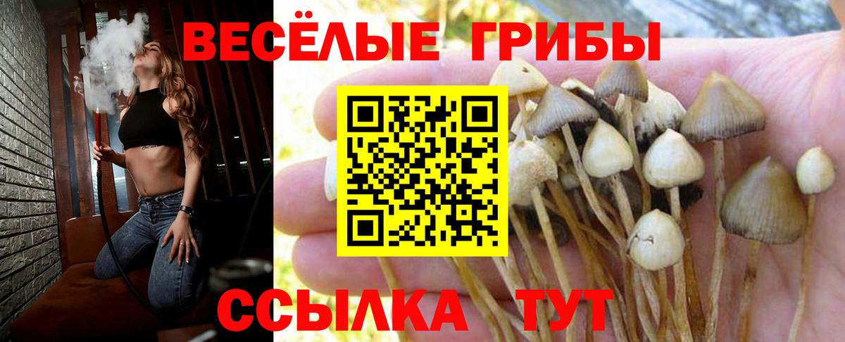 Псилоцибиновые грибы Cubensis  Вход с VPN  Псилоцибиновые грибы Cubensis  Нижневартовск 